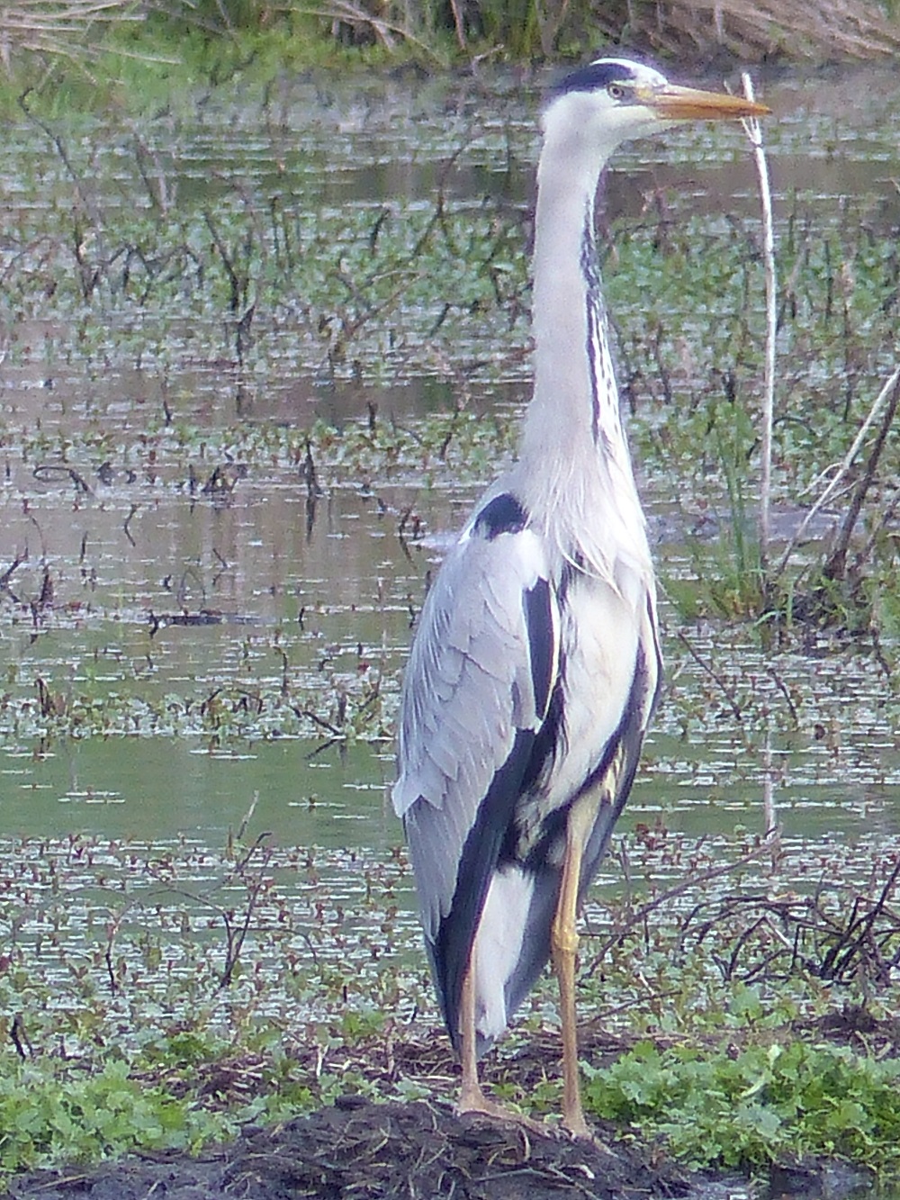 P1150089