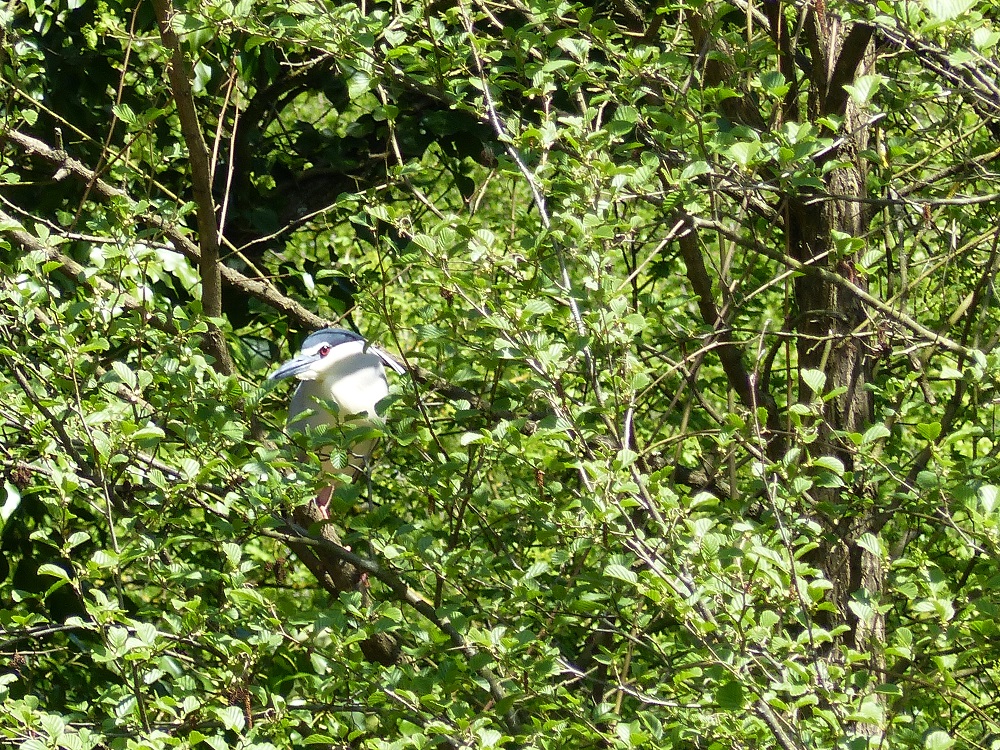 P1040549