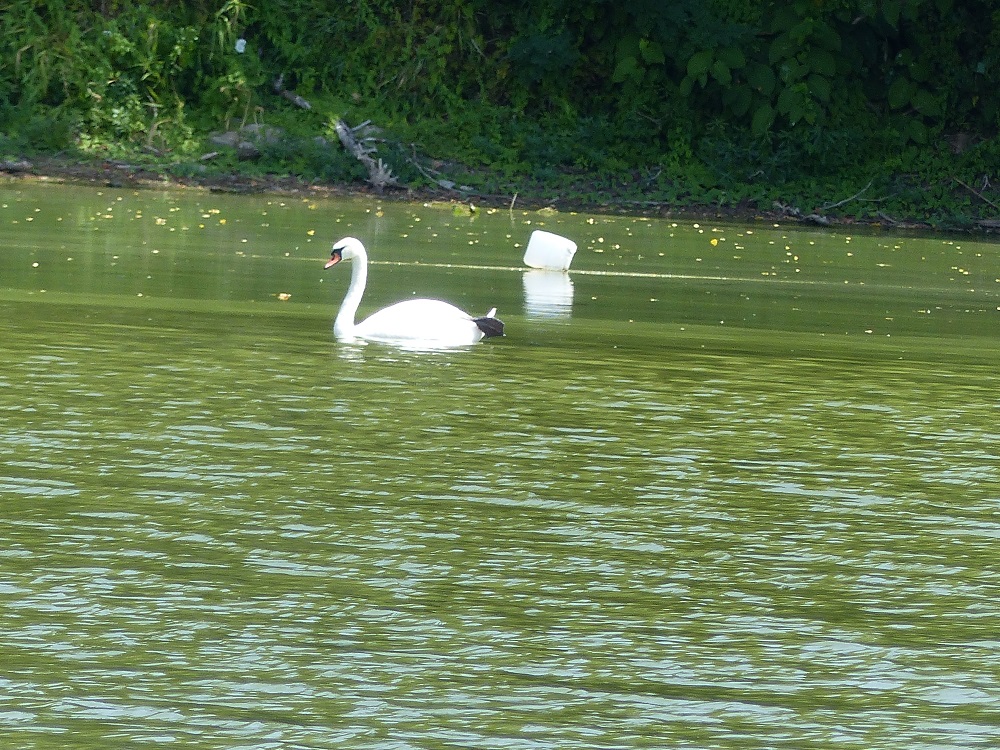 P1050004