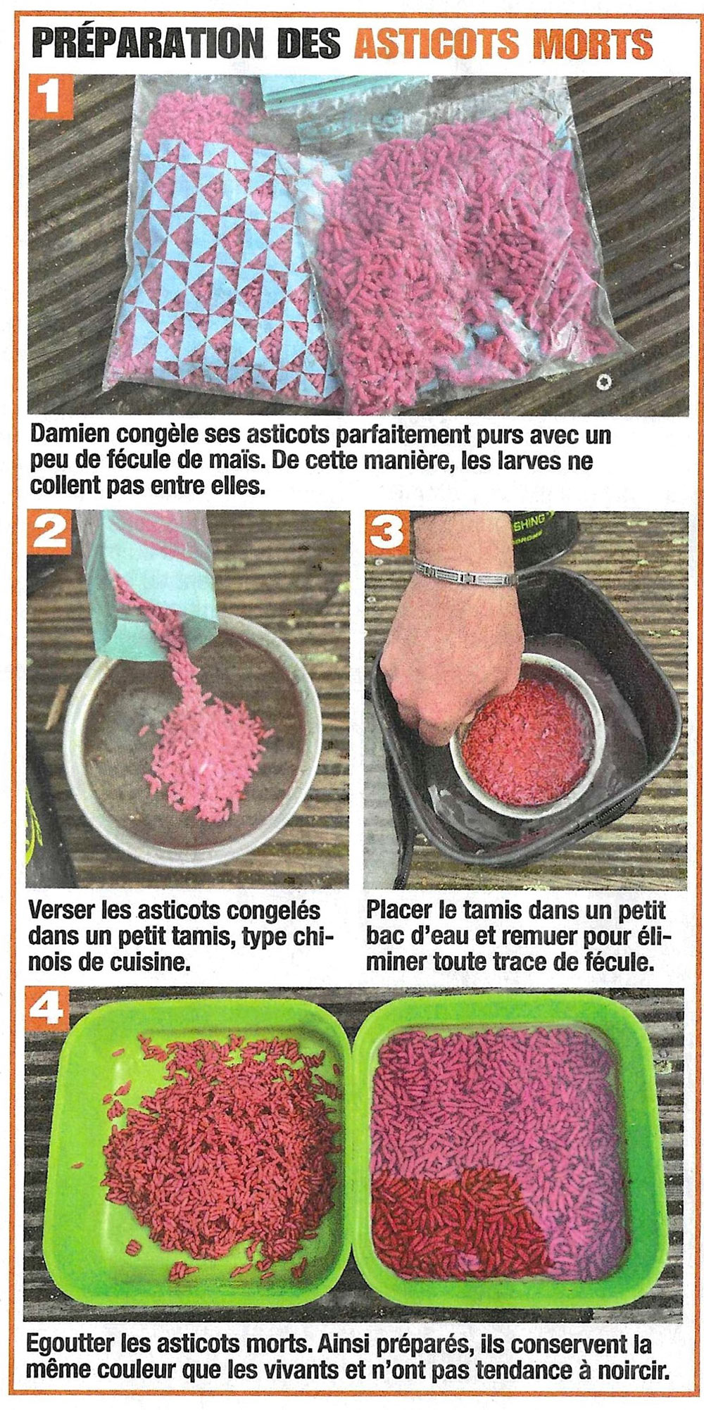 preparation asticots morts