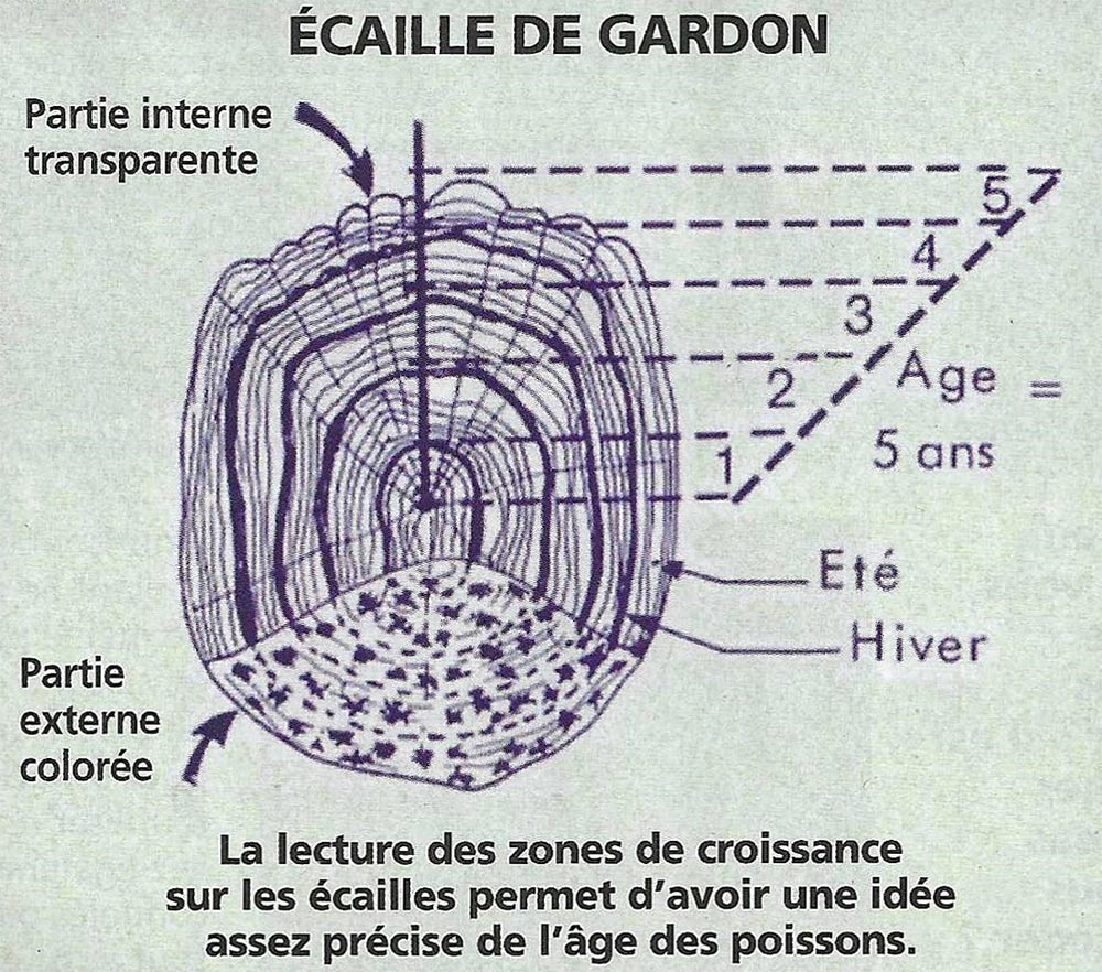 janvier 2022 ecaille